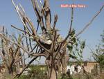 Greensburg Kansas after F5 Tornado